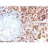 Immunohistochemistry - Anti-Annexin A1 Antibody [ANXA1/6452R] - BSA and Azide free (A278584) - Antibodies.com