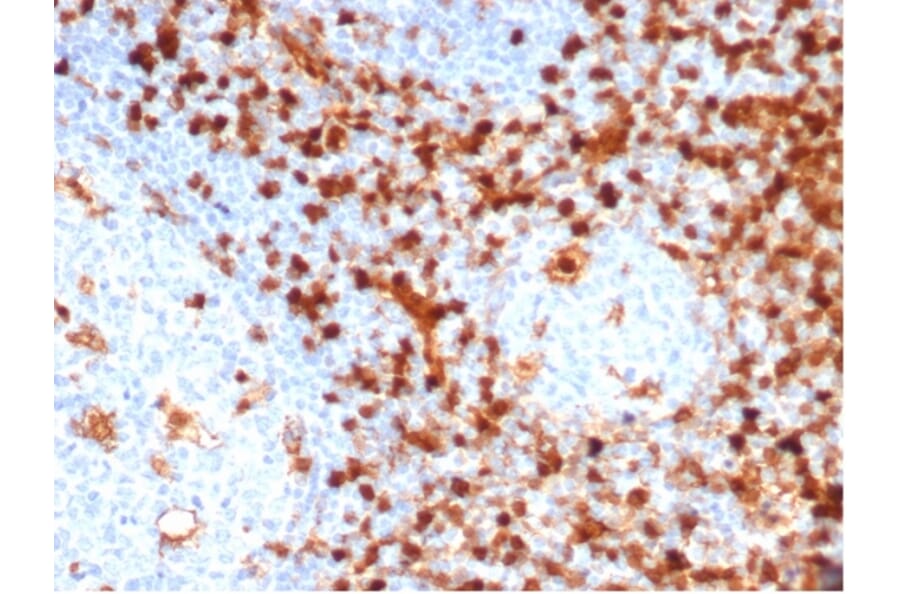 Immunohistochemistry - Anti-Annexin A1 Antibody [ANXA1/6452R] - BSA and Azide free (A278584) - Antibodies.com