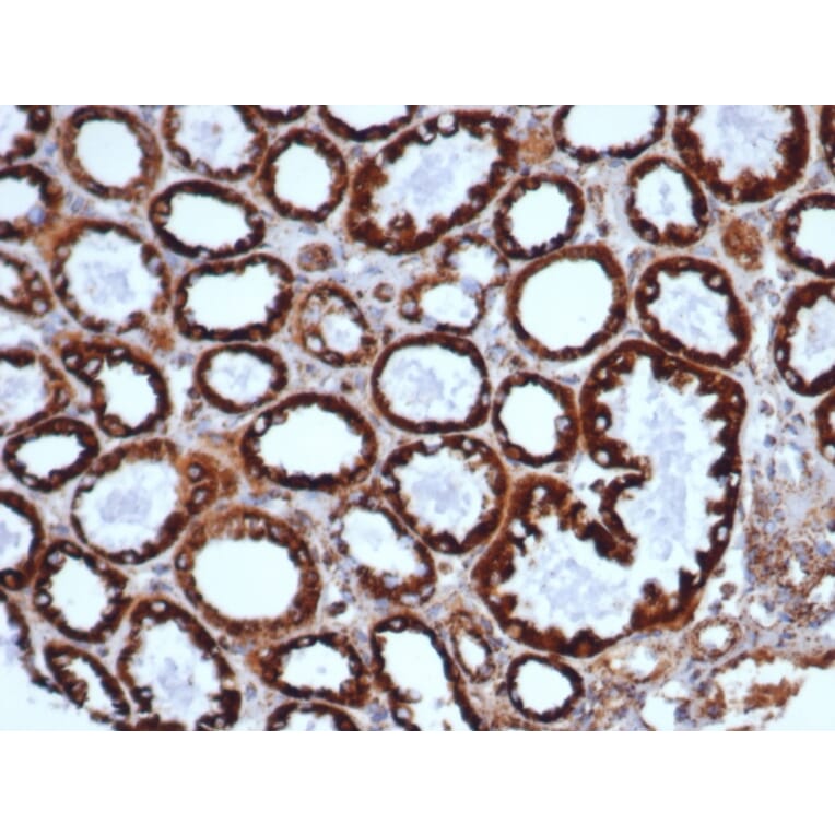 Immunohistochemistry - Anti-HSP60 Antibody [HSPD1/6498R] - BSA and Azide free (A278586) - Antibodies.com