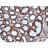 Immunohistochemistry - Anti-HSP60 Antibody [HSPD1/6498R] - BSA and Azide free (A278586) - Antibodies.com