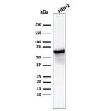 Western Blot - Anti-HSP60 Antibody [HSPD1/6498R] - BSA and Azide free (A278586) - Antibodies.com