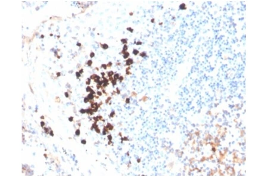 Immunohistochemistry - Anti-Human IgA Heavy Chain Antibody [IGHA/3877R] - BSA and Azide free (A278588) - Antibodies.com