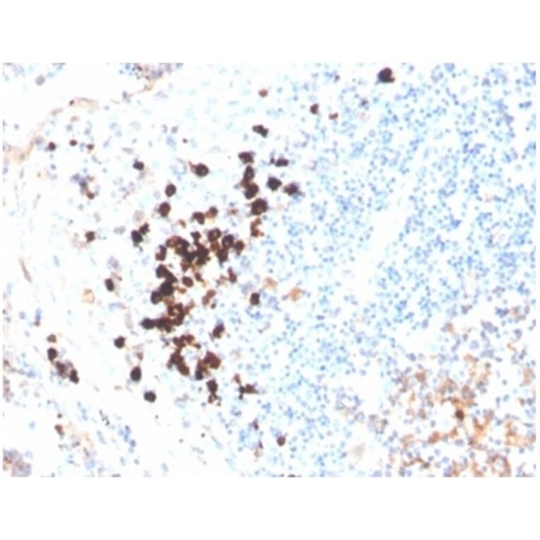 Immunohistochemistry - Anti-Human IgA Heavy Chain Antibody [IGHA/3877R] - BSA and Azide free (A278588) - Antibodies.com