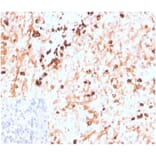 Immunohistochemistry - Anti-Lambda Light Chain Antibody [LLC/3774R] - BSA and Azide free (A278589) - Antibodies.com