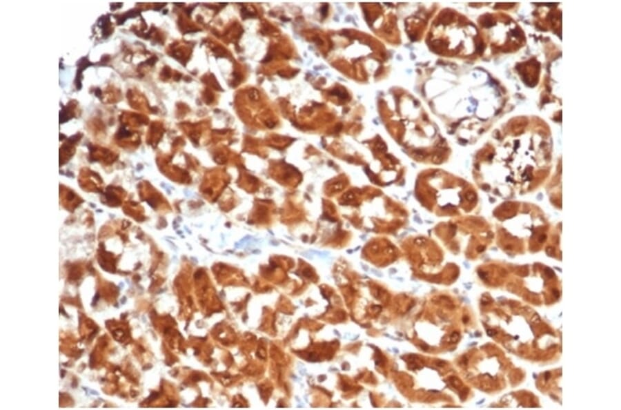 Immunohistochemistry - Anti-IL-2 Antibody [IL2/7051R] - BSA and Azide free (A278593) - Antibodies.com