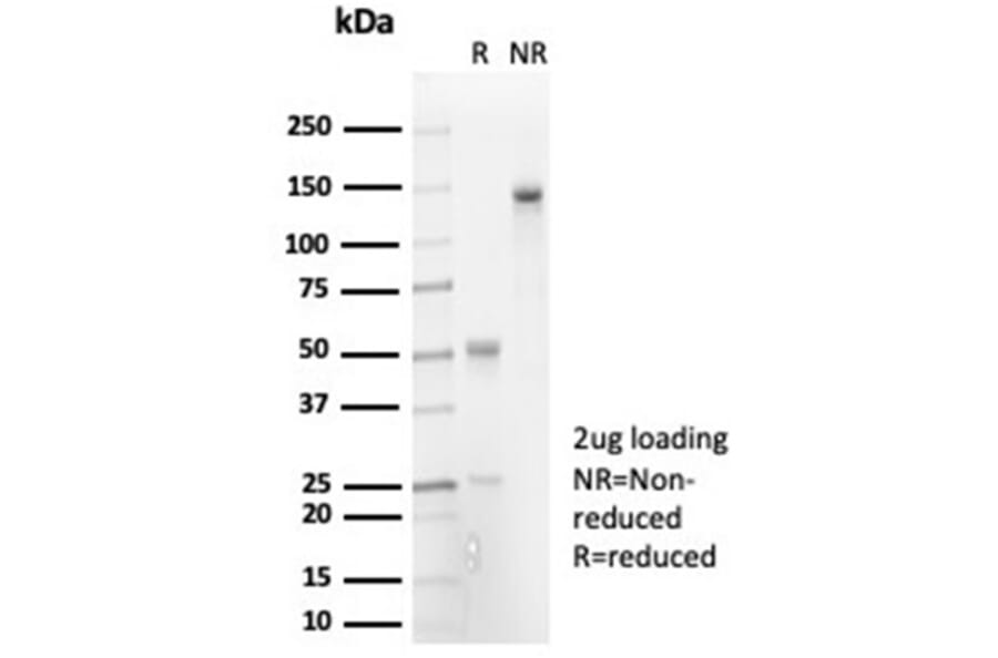 SDS-PAGE - Anti-IL-7 Antibody [IL7/7053R] - BSA and Azide free (A278595) - Antibodies.com