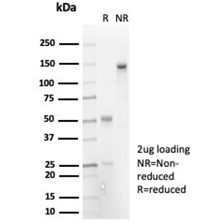 SDS-PAGE - Anti-IL-7 Antibody [IL7/7053R] - BSA and Azide free (A278595) - Antibodies.com