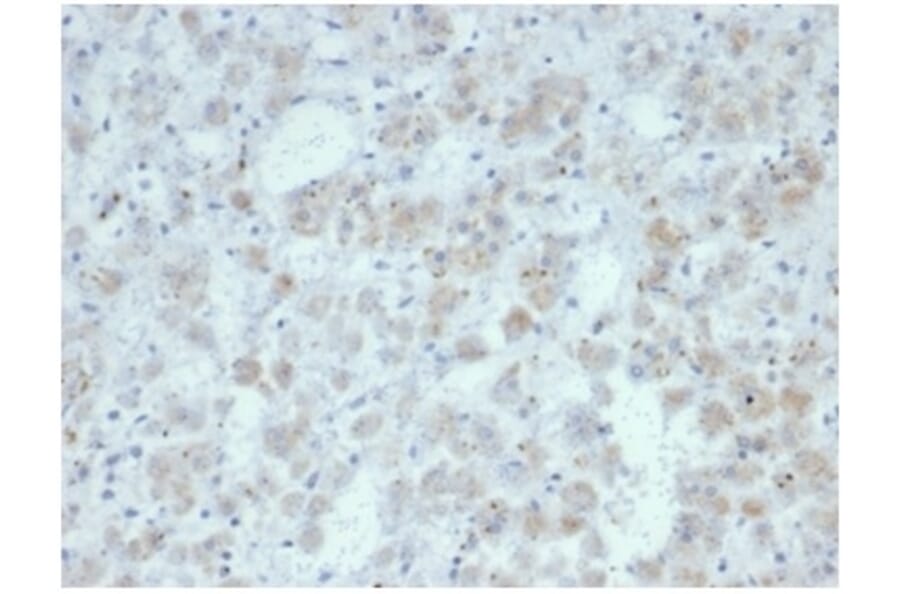 Immunohistochemistry - Anti-IL-15 Antibody [IL15/7048R] - BSA and Azide free (A278596) - Antibodies.com