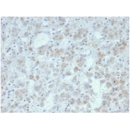 Immunohistochemistry - Anti-IL-15 Antibody [IL15/7048R] - BSA and Azide free (A278596) - Antibodies.com