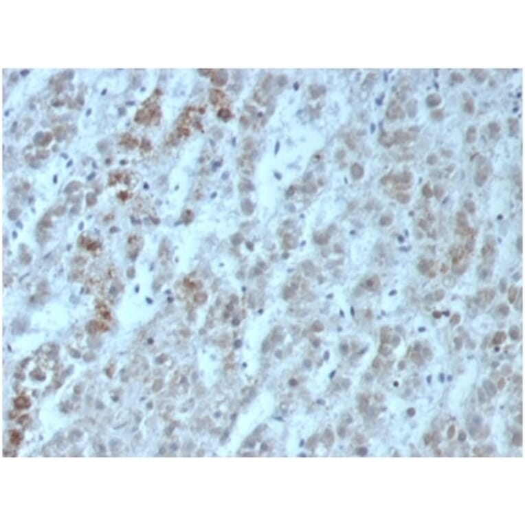 Immunohistochemistry - Anti-IL-15 Antibody [IL15/6971R] - BSA and Azide free (A278597) - Antibodies.com