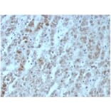 Immunohistochemistry - Anti-IL-15 Antibody [IL15/6971R] - BSA and Azide free (A278597) - Antibodies.com