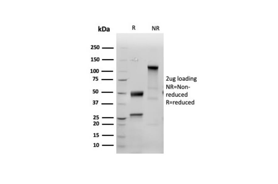 SDS-PAGE - Anti-Inhibin alpha Antibody [INHA/6598R] - BSA and Azide free (A278598) - Antibodies.com