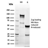SDS-PAGE - Anti-Cytokeratin 8 Antibody [KRT8/6472R] - BSA and Azide free (A278605) - Antibodies.com
