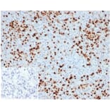 Immunohistochemistry - Anti-Myeloperoxidase Antibody [MPO/33R] - BSA and Azide free (A278618) - Antibodies.com