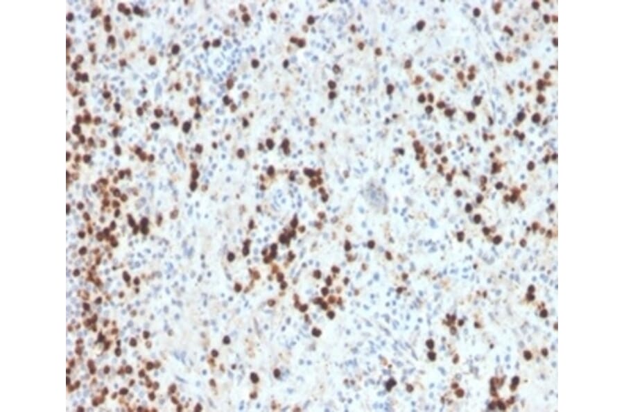 Immunohistochemistry - Anti-Myeloperoxidase Antibody [MPO/33R] - BSA and Azide free (A278618) - Antibodies.com