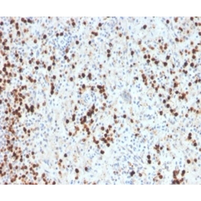 Immunohistochemistry - Anti-Myeloperoxidase Antibody [MPO/33R] - BSA and Azide free (A278618) - Antibodies.com