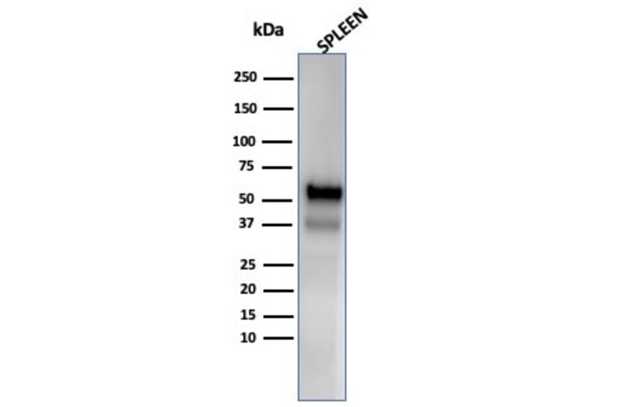 Western Blot - Anti-Myeloperoxidase Antibody [MPO/33R] - BSA and Azide free (A278618) - Antibodies.com