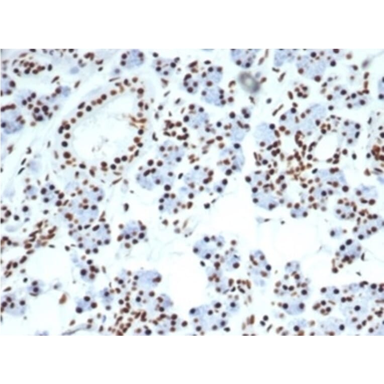 Immunohistochemistry - Anti-Nucleolin Antibody [NCL/7014R] - BSA and Azide free (A278625) - Antibodies.com