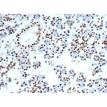 Immunohistochemistry - Anti-Nucleolin Antibody [NCL/7014R] - BSA and Azide free (A278625) - Antibodies.com