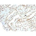 Immunohistochemistry - Anti-Nucleolin Antibody [NCL/7014R] - BSA and Azide free (A278625) - Antibodies.com