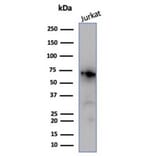 Western Blot - Anti-Nucleolin Antibody [NCL/7014R] - BSA and Azide free (A278625) - Antibodies.com
