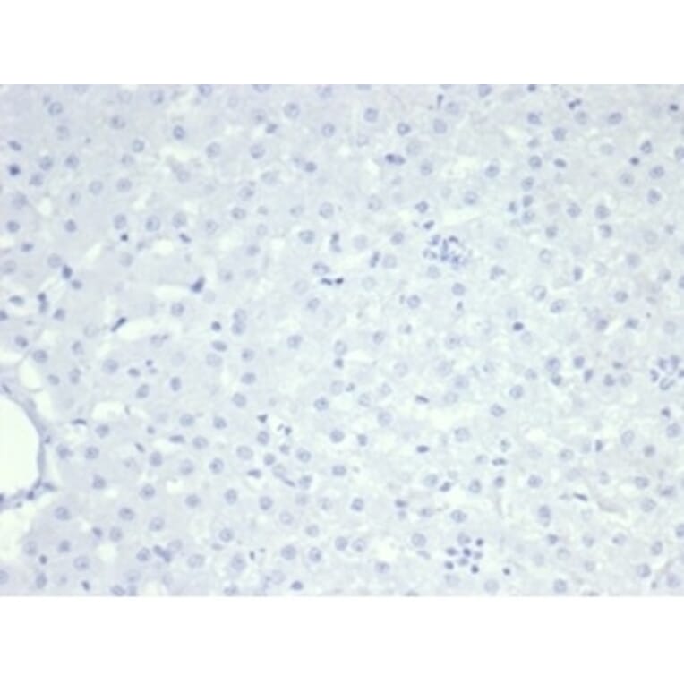 Immunohistochemistry - Anti-Nucleolin Antibody [NCL/7014R] - BSA and Azide free (A278625) - Antibodies.com