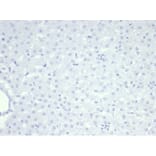 Immunohistochemistry - Anti-Nucleolin Antibody [NCL/7014R] - BSA and Azide free (A278625) - Antibodies.com