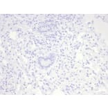 Immunohistochemistry - Anti-Nucleolin Antibody [NCL/7014R] - BSA and Azide free (A278625) - Antibodies.com