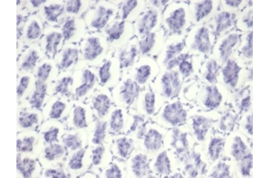 Immunohistochemistry - Anti-Nucleolin Antibody [NCL/7014R] - BSA and Azide free (A278625) - Antibodies.com