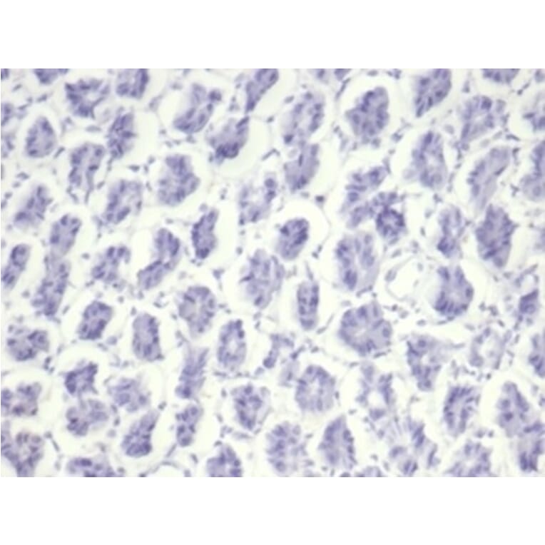Immunohistochemistry - Anti-Nucleolin Antibody [NCL/7014R] - BSA and Azide free (A278625) - Antibodies.com