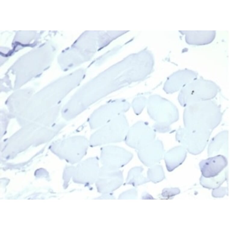 Immunohistochemistry - Anti-Nucleolin Antibody [NCL/7014R] - BSA and Azide free (A278625) - Antibodies.com