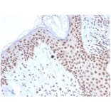 Immunohistochemistry - Anti-Nucleophosmin Antibody [NPM1/7072R] - BSA and Azide free (A278626) - Antibodies.com