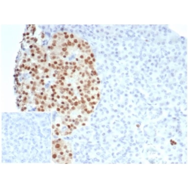 Immunohistochemistry - Anti-PAX6 Antibody [PAX6/7078R] - BSA and Azide free (A278627) - Antibodies.com