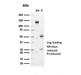 SDS-PAGE - Anti-Geminin Antibody [GMNN/7037R] - BSA and Azide free (A278629) - Antibodies.com