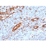 Immunohistochemistry - Anti-CD31 Antibody [C31/6446R] - BSA and Azide free (A278630) - Antibodies.com