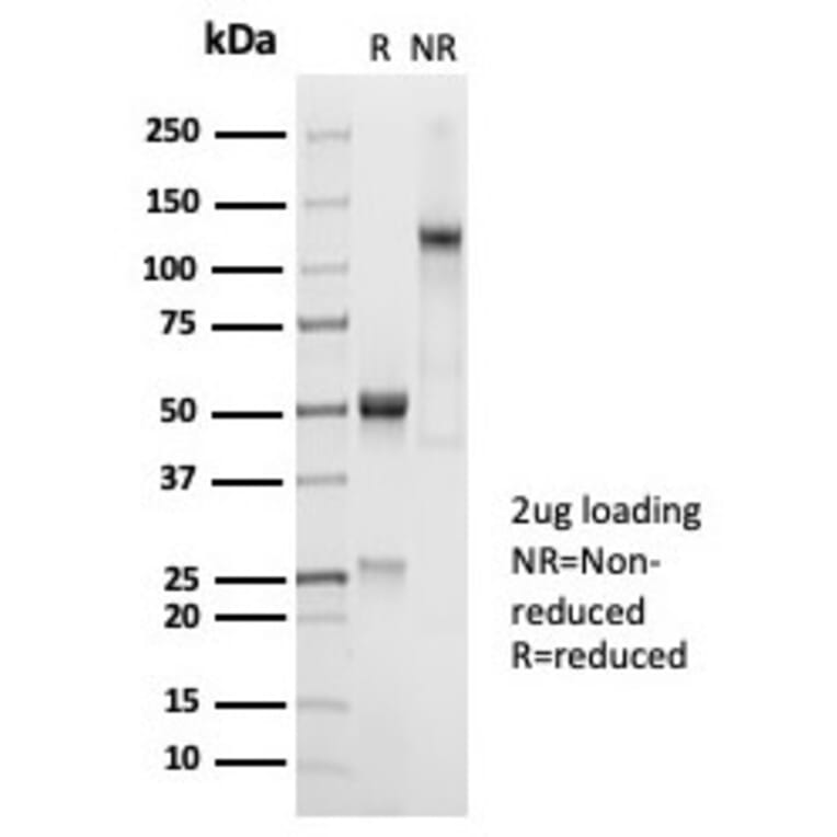SDS-PAGE - Anti-CD45RA Antibody [PTPRC/7018R] - BSA and Azide free (A278641) - Antibodies.com