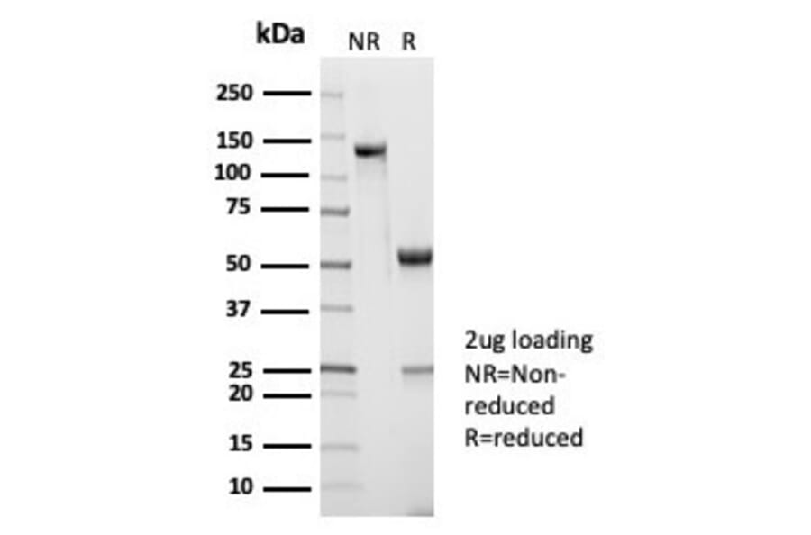 SDS-PAGE - Anti-CD45RA Antibody [PTPRC/7019R] - BSA and Azide free (A278642) - Antibodies.com
