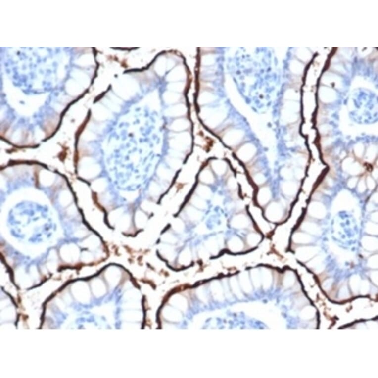 Immunohistochemistry - Anti-ACE2 Antibody [ACE2/6788R] - BSA and Azide free (A278644) - Antibodies.com