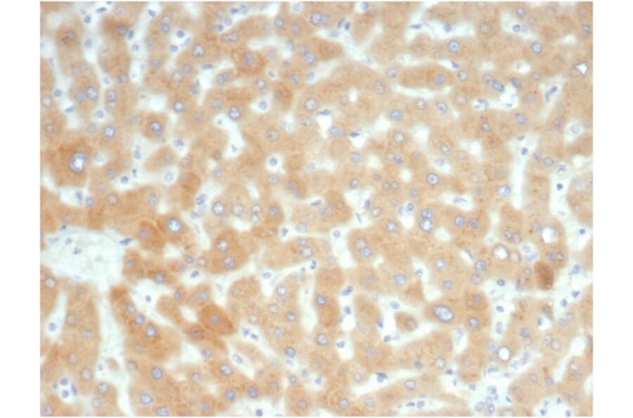 Immunohistochemistry - Anti-RBP4 Antibody [RBP4/7045R] - BSA and Azide free (A278645) - Antibodies.com