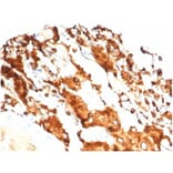 Immunohistochemistry - Anti-Surfactant Protein D Antibody [SFTPD/7084R] - BSA and Azide free (A278649) - Antibodies.com