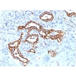 Immunohistochemistry - Anti-Surfactant Protein D Antibody [SFTPD/7084R] - BSA and Azide free (A278649) - Antibodies.com