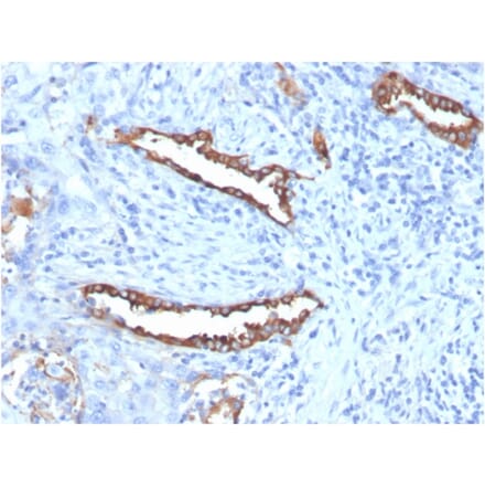 Immunohistochemistry - Anti-Surfactant Protein D Antibody [SFTPD/7085R] - BSA and Azide free (A278650) - Antibodies.com