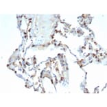 Immunohistochemistry - Anti-Surfactant Protein D Antibody [SFTPD/7086R] - BSA and Azide free (A278651) - Antibodies.com