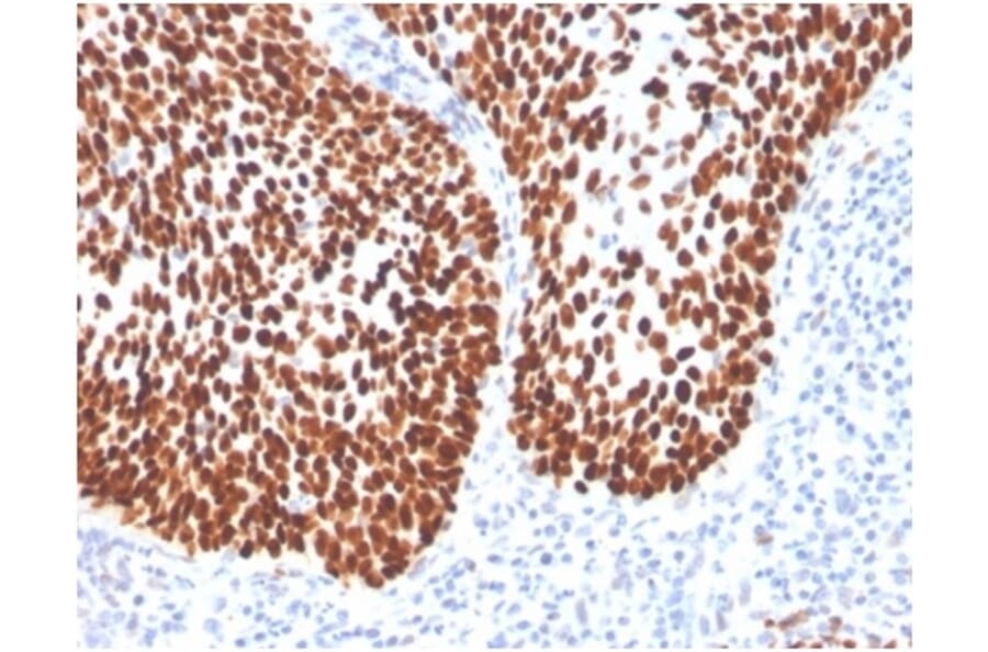 Immunohistochemistry - Anti-SOX2 Antibody [SOX2/4267R] - BSA and Azide free (A278653) - Antibodies.com