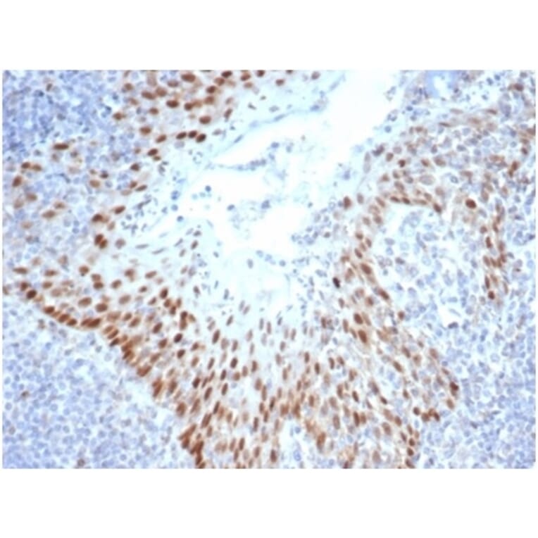 Immunohistochemistry - Anti-SOX2 Antibody [SOX2/4267R] - BSA and Azide free (A278653) - Antibodies.com