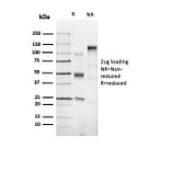 SDS-PAGE - Anti-CD43 Antibody [SPN/6562R] - BSA and Azide free (A278654) - Antibodies.com