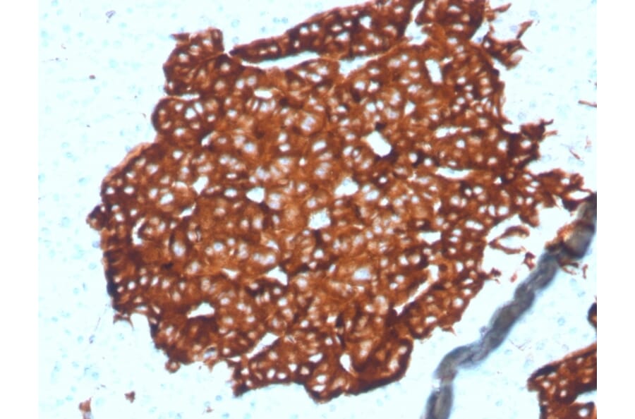 Immunohistochemistry - Anti-Synaptophysin Antibody [SYP/4389R] - BSA and Azide free (A278657) - Antibodies.com