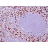 Immunohistochemistry - Anti-TIA1 Antibody [TIA1/1352R] - BSA and Azide free (A278659) - Antibodies.com