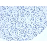 Immunohistochemistry - Anti-TIA1 Antibody [TIA1/1352R] - BSA and Azide free (A278659) - Antibodies.com