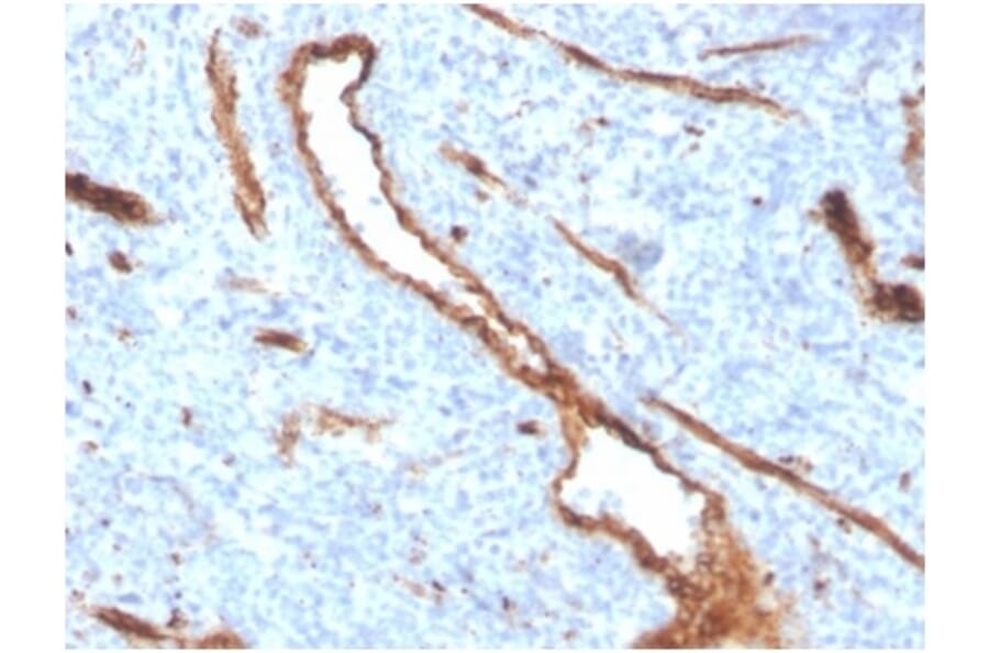 Immunohistochemistry - Anti-Von Willebrand Factor Antibody [VWF/4384R] - BSA and Azide free (A278665) - Antibodies.com